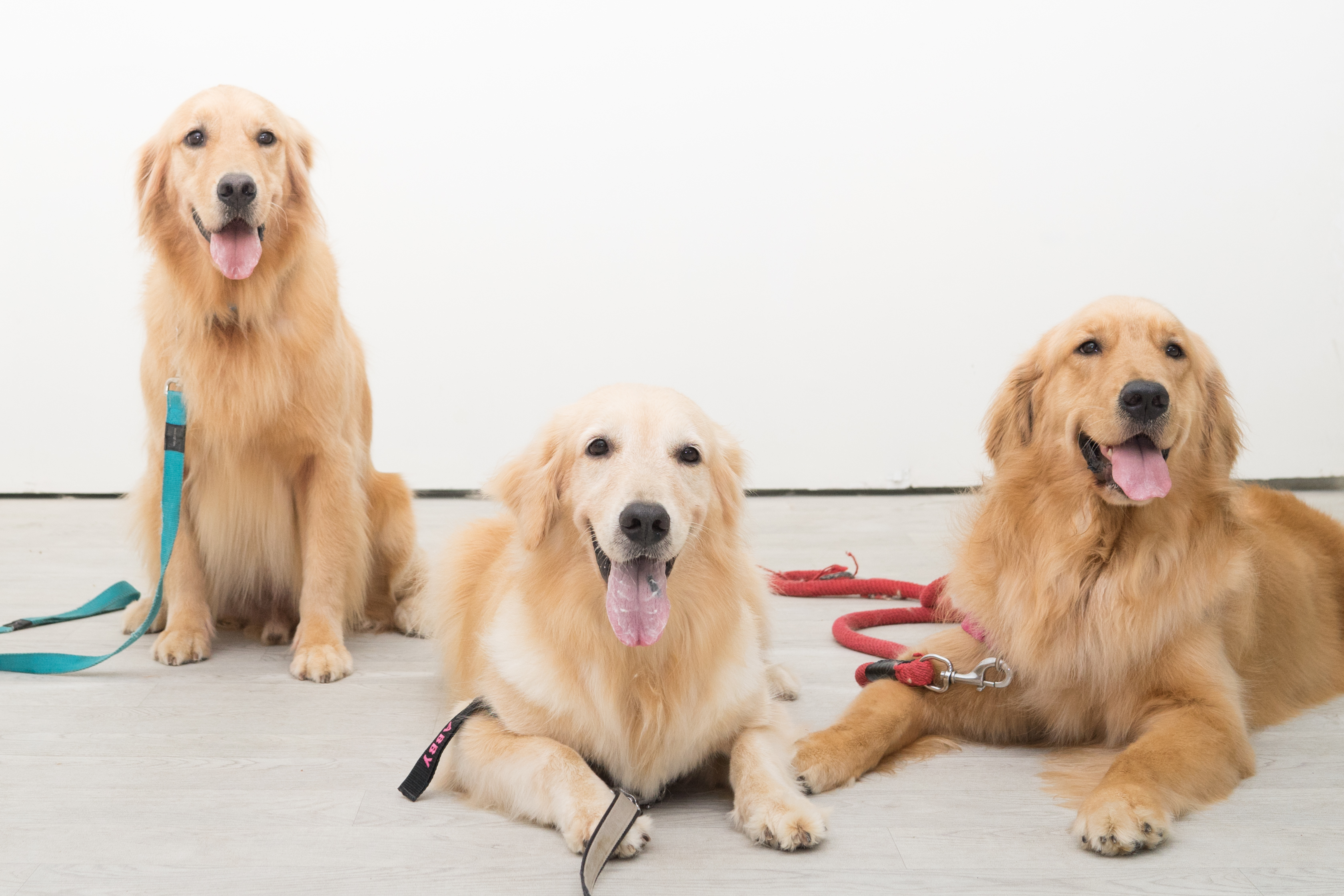 Snuggery10sep76 The Snuggery Premium Dog DayCare