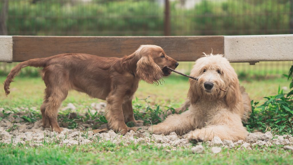 SNUGGERY’S SOCIALISATION FUN - Daycare with webcam