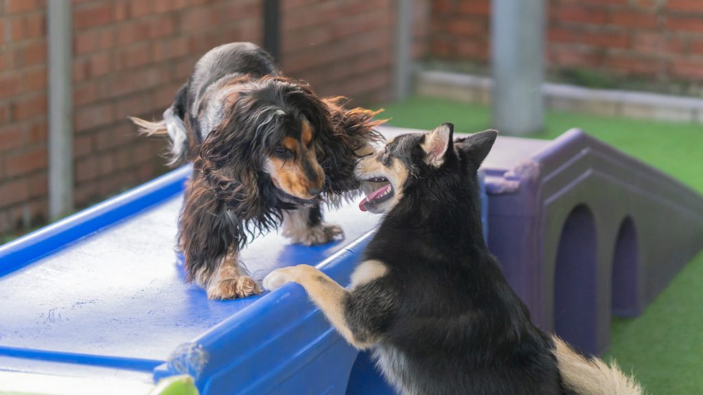 dog hotel