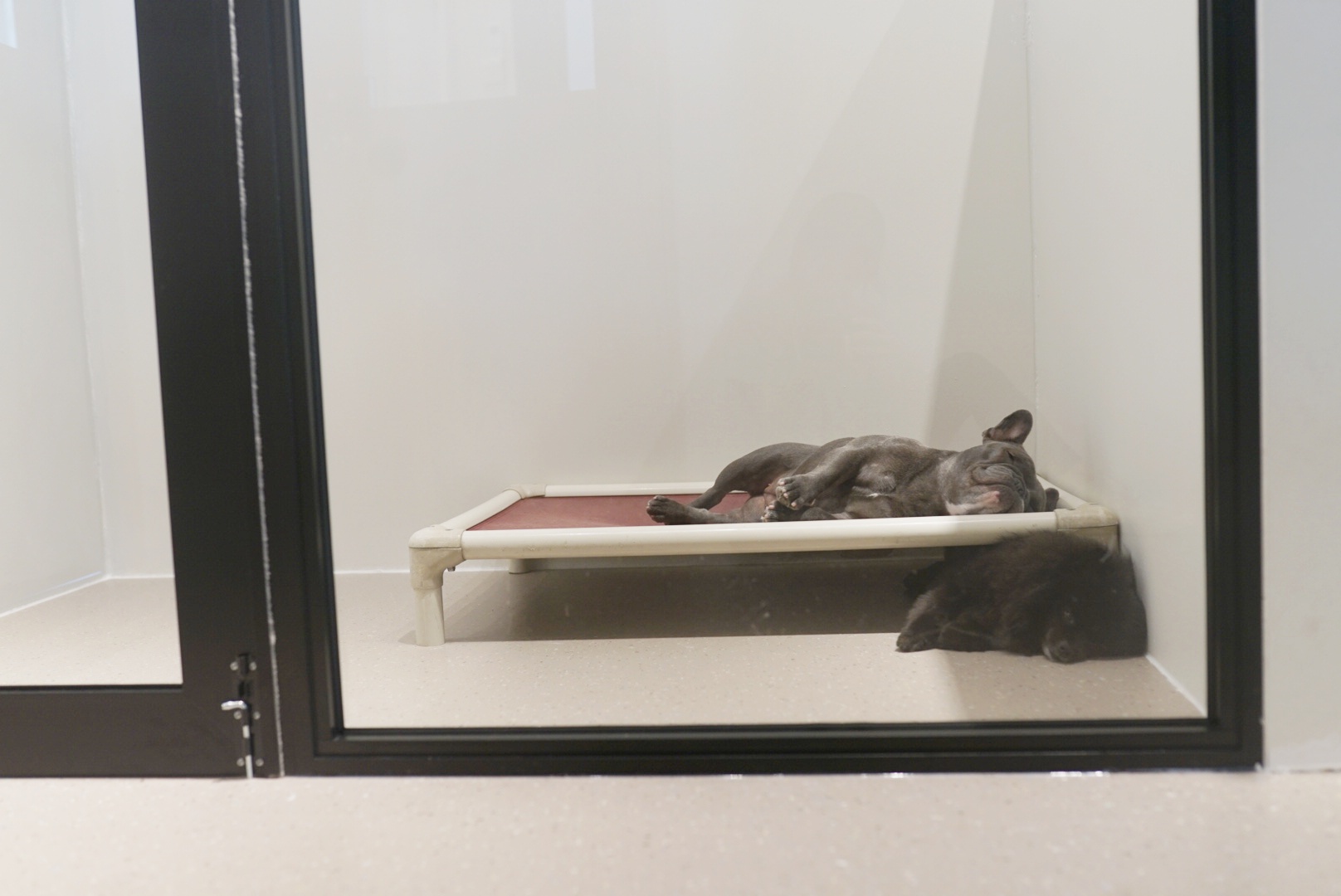 The Best Pet Hotel in Singapore The Snuggery