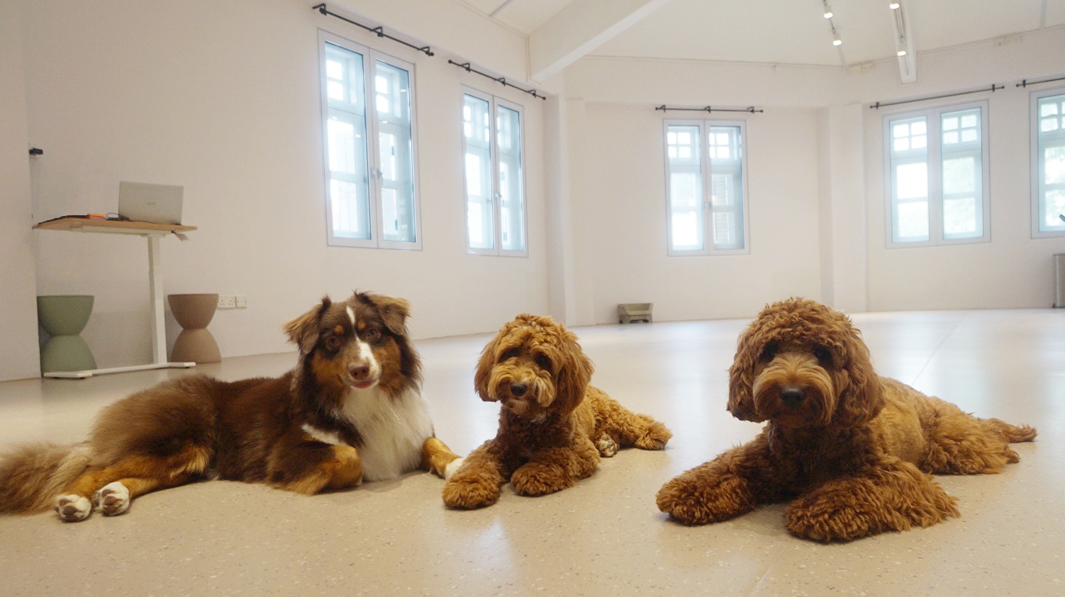 The Best Pet Hotel in Singapore The Snuggery